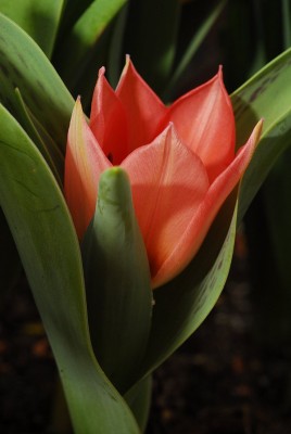 dsc_9744_Tulpe.jpg