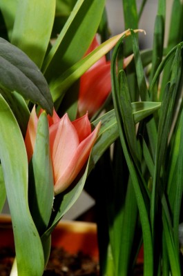 dsc_9739_Tulpen.jpg