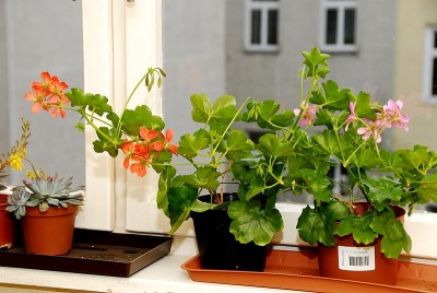 dsc_9761_Stiegenhaus.jpg