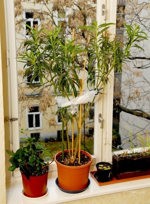 dsc_9764_Oleand_Hortensie.jpg