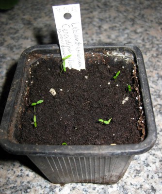 Keimlinge Lebkuchenbaum_8404.jpg