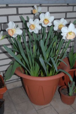 Frühling2013 049yy.jpg