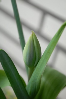 Balkon2013 038yy.jpg