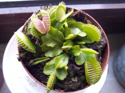 Dionaea muscipula1.JPG