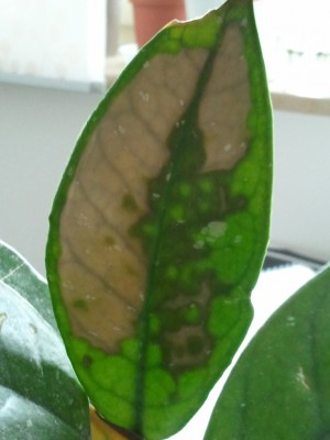 2013-04-19 17.52.22.jpg