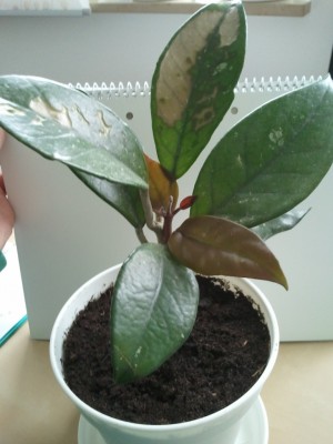 2013-04-19 17.47.41.jpg