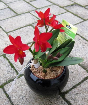 SLC_Little Hazel_8401.jpg