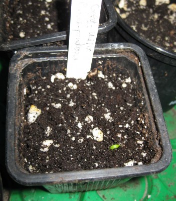 Keimling GoldKiefer_8407.jpg