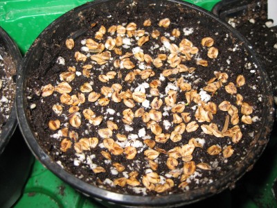 Keimlinge Urweltmammutbaum_8406.jpg