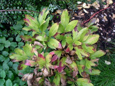 PICT0370.JPG