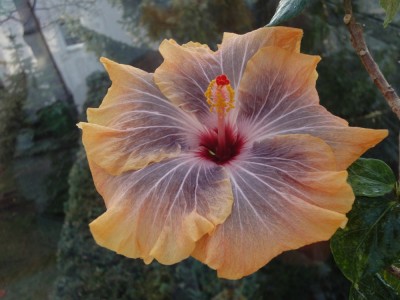 DSC05350 Gabriel 1000px.jpg