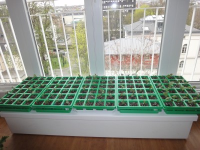 DSC05376 Sämlinge 2013 pikiert.jpg