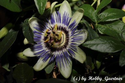 Passiflora Caerulea.JPG