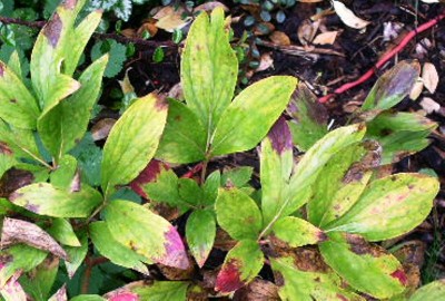 PICT0370.JPG