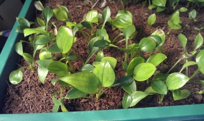 Hostaseedlings5.jpg