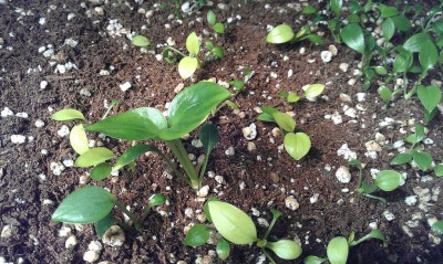 Hostaseedlings1.jpg