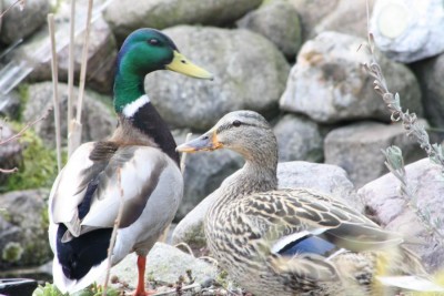 K800_Ente 07.JPG