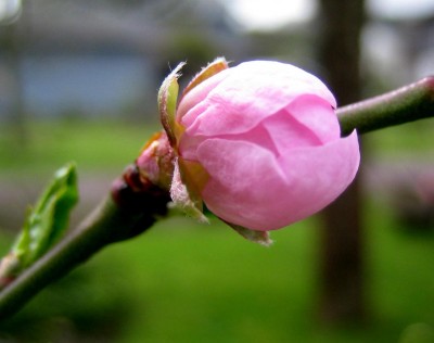 der Pfirsich kommt auch in die Gänge....jpg