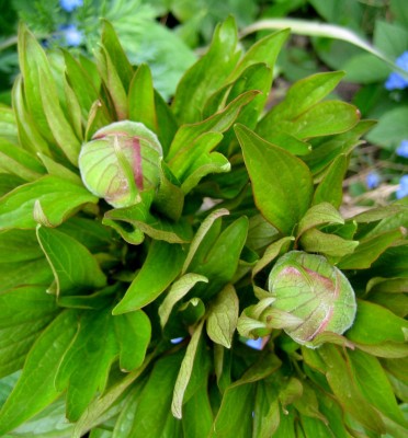 Pfingstrosen sind auch in den Startlöchern....jpg