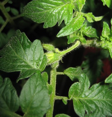 Blüten2013 059.jpg