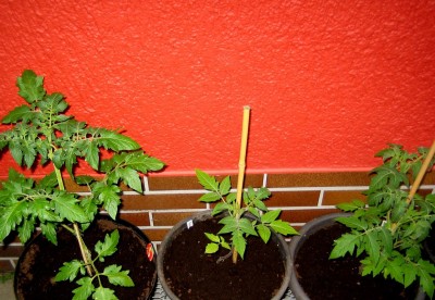Tomaten.jpg