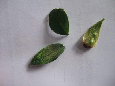 DSCF9822.JPG