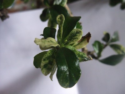 DSCF9821.JPG