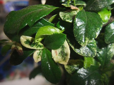 DSCF9819.JPG