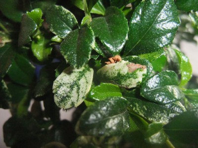 DSCF9818.JPG