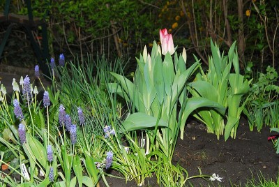dsc_9786_Fruehjahrsblueher.jpg