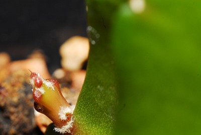 dsc_9787_Epiphyllum.jpg