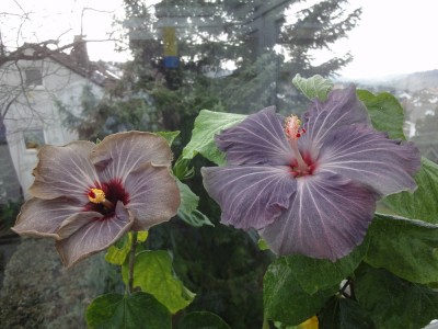 DSC05431 Francoise + Blue Angel.jpg