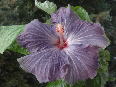 DSC05452 Mattiacis Blue Angel 1000px.jpg