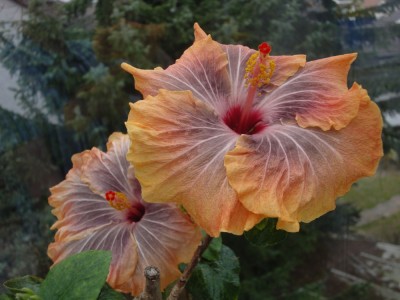 DSC05392 Gabriel 1000px.jpg