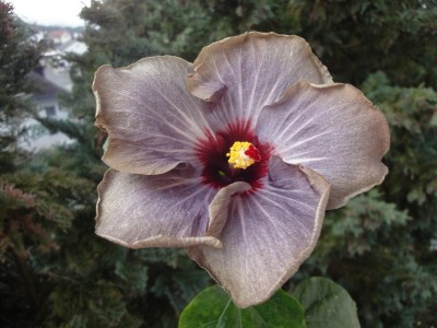 DSC05465 Francoise Levavasseur.jpg