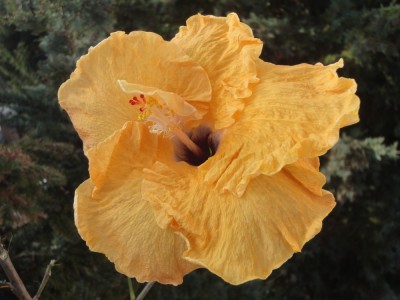 DSC05506 Me-oh x Cloudy Aussch.jpg