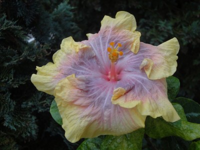 DSC05402 Persian Rug 1000px.jpg