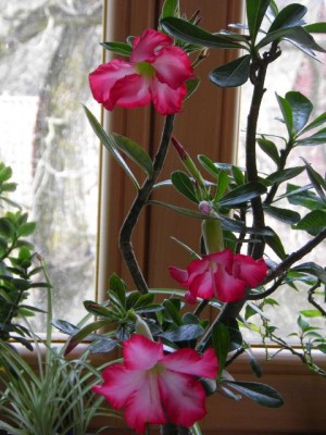 Wüsti zwei Tage später.jpg