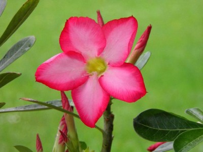 Eine der Blüten.jpg