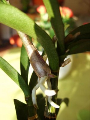 Photo4.jpg