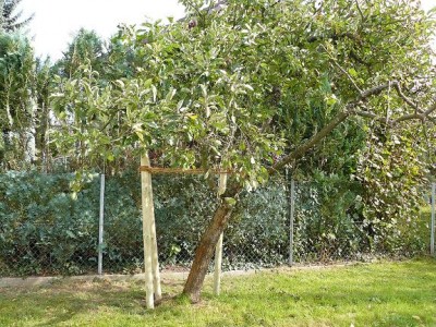 Apfelbaum.JPG
