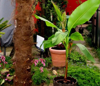Banane.jpg