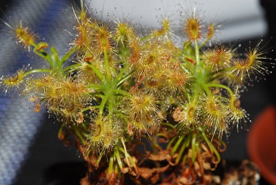 dsc_9799_D_scorpioides.jpg