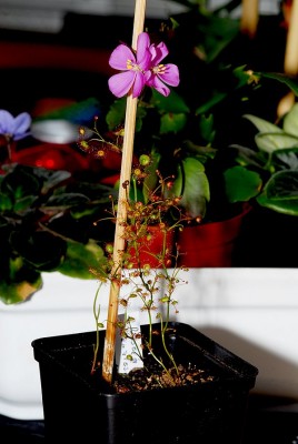 dsc_9798_D_menziesii.jpg