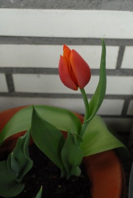 Balkon2013 046yy.jpg
