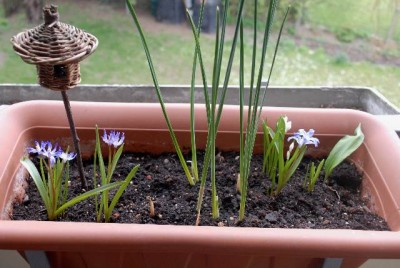 Balkon2013 045yy.jpg