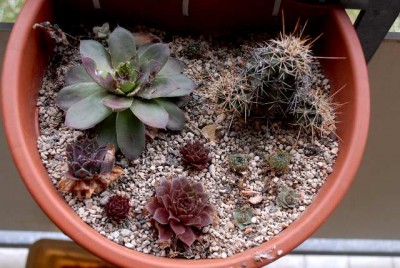 Balkon2013 044yy.jpg