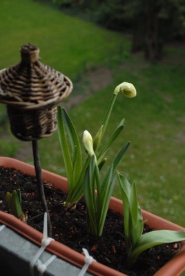 Balkon2013 043yy.jpg