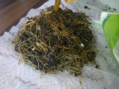 Wurzeln Coffea Arabica.jpg