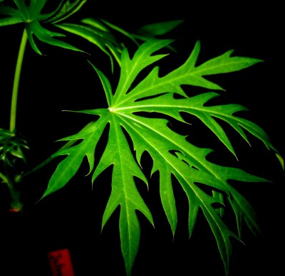 die Blätter sehen super schön aus....jpg